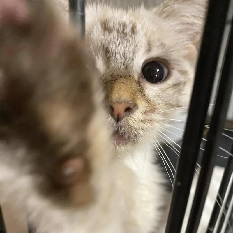 A baby small-sized female White Siamese cat named Starling for adoption in Herrin, IL