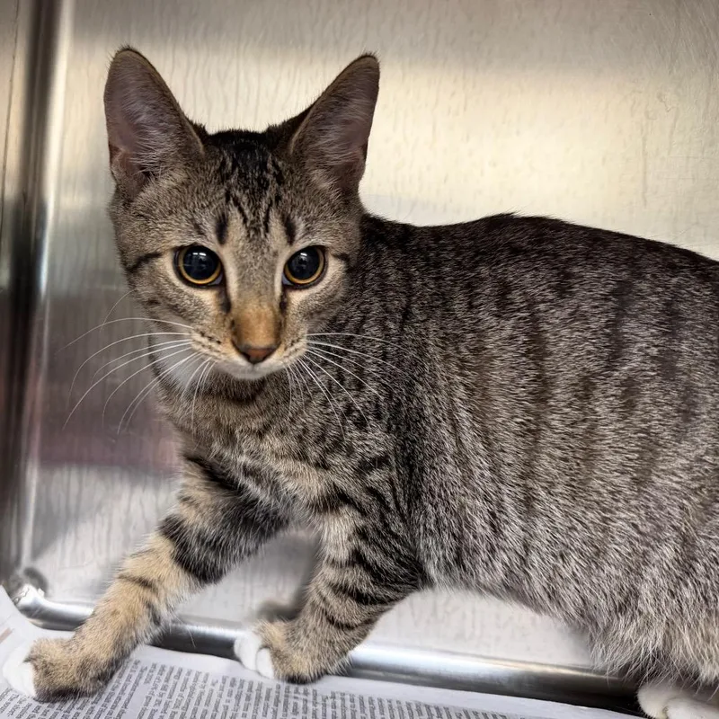 A young small-sized female Gray / Blue / Silver Domestic Short Hair cat named Fog for adoption in Milton, FL
