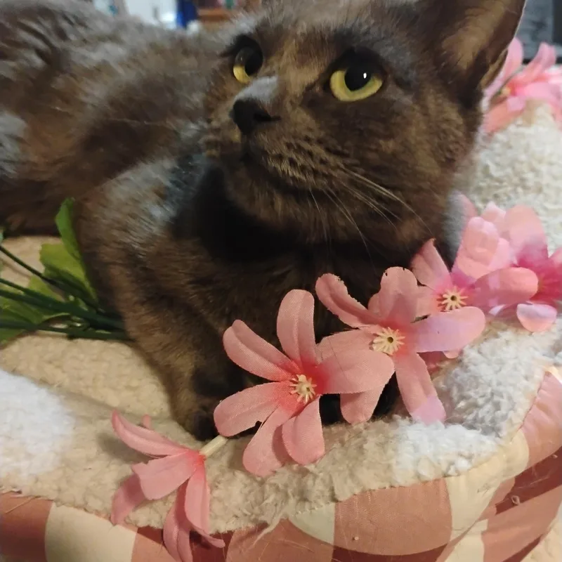 Danika Russian Blue Mix