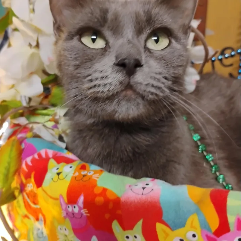Danika Russian Blue Mix thumbnail 2