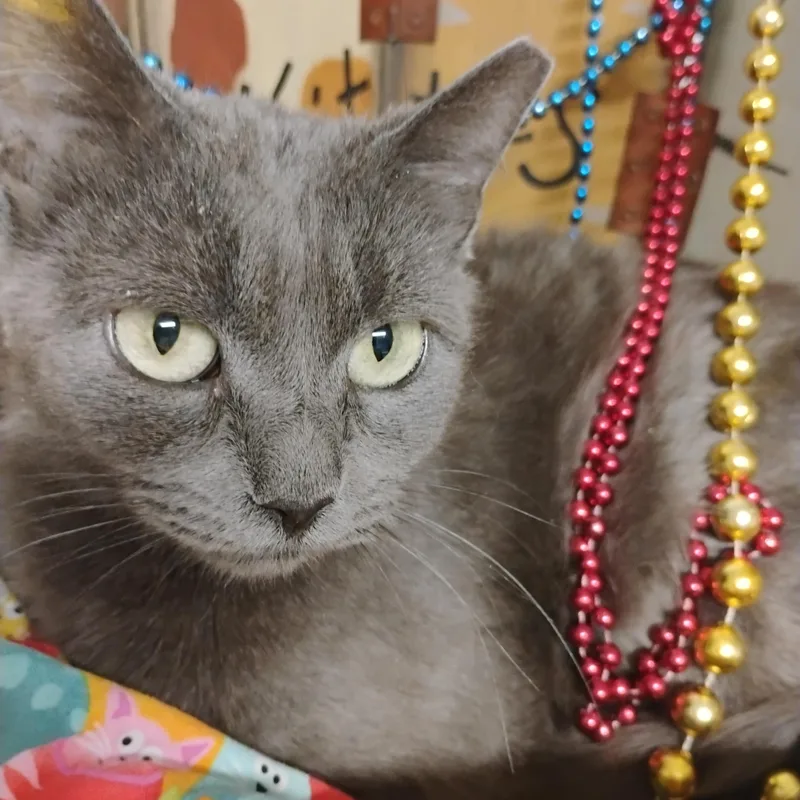 Danika Russian Blue Mix thumbnail 3