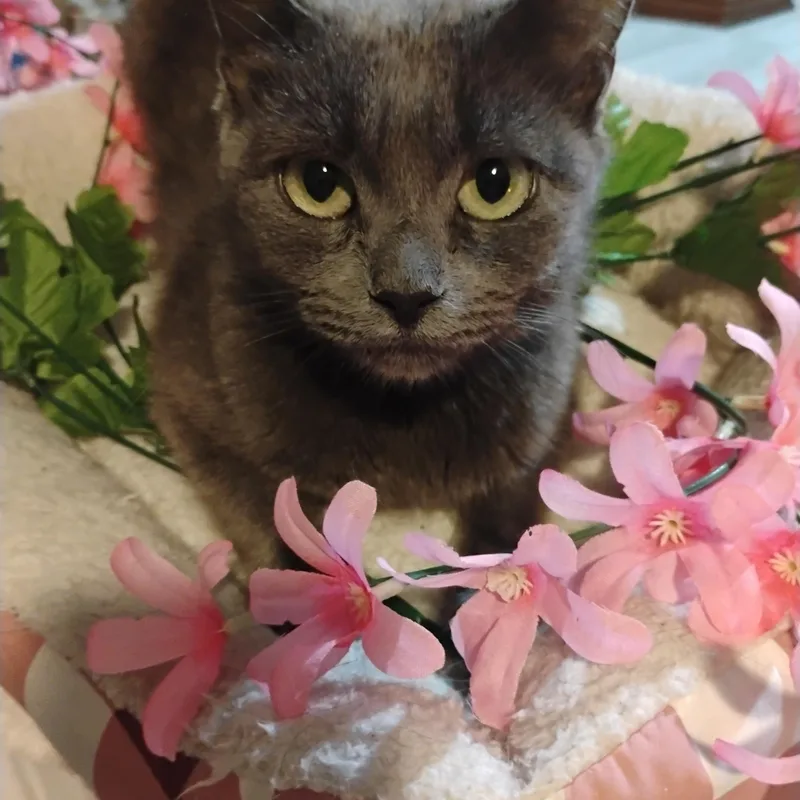 Danika Russian Blue Mix thumbnail 4