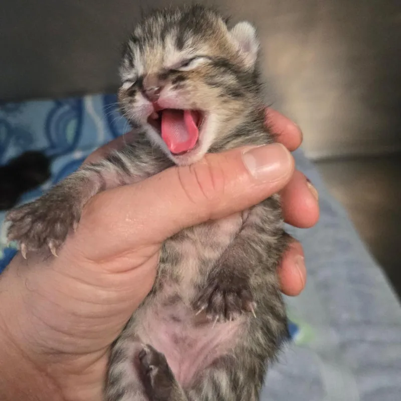 A baby small-sized female Brown / Chocolate Domestic Short Hair cat named Pancake for adoption in San Jacinto, CA