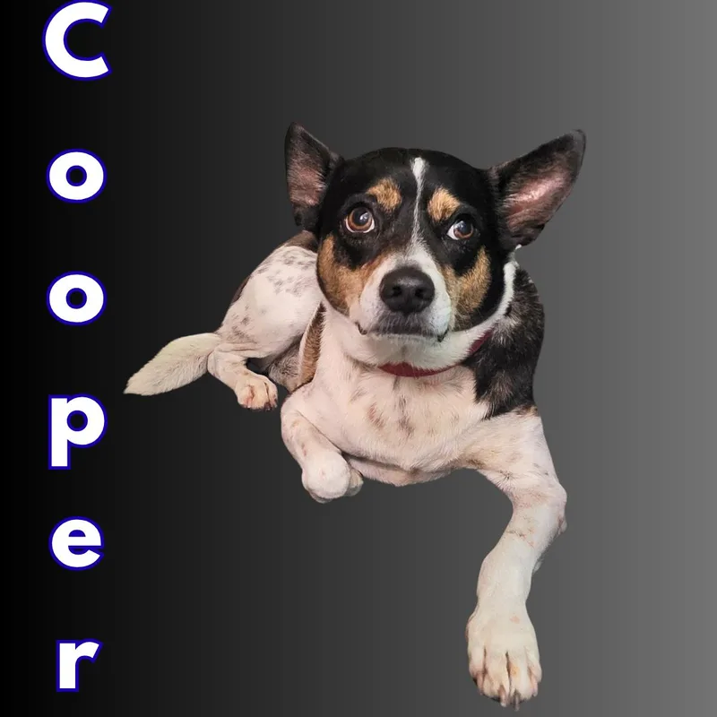 Cooper