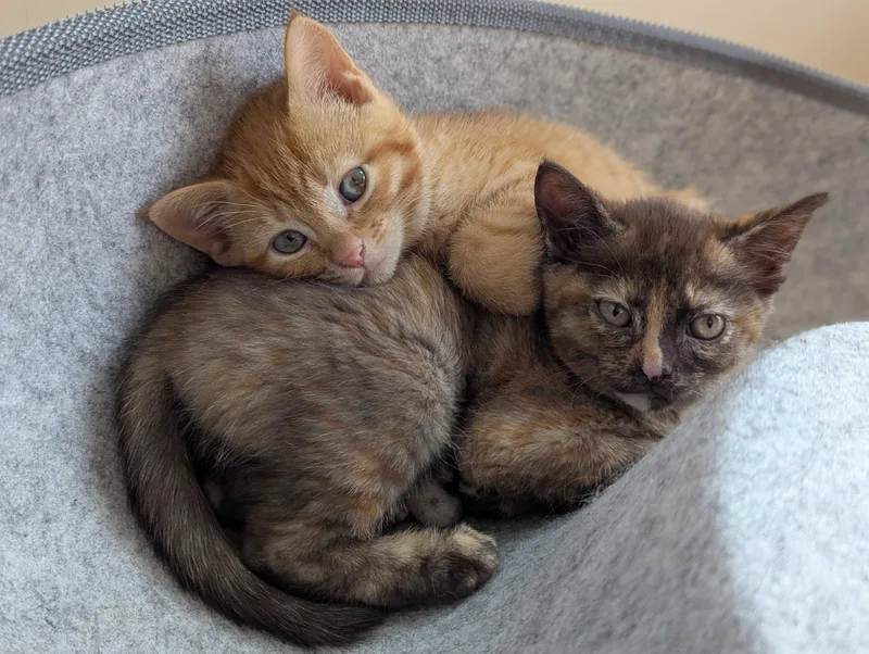 A baby medium-sized female Tabby (Orange / Red) Domestic Short Hair cat named Ann and Nancy for adoption in Seattle, WA