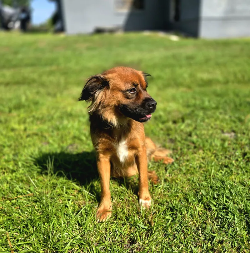 An adult medium-sized female Spaniel dog named Zoey for adoption in Oviedo, FL