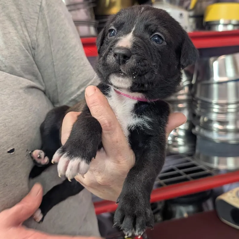A baby medium-sized female Brown / Chocolate Pit Bull Terrier dog named Amy for adoption in Jefferson city, TN