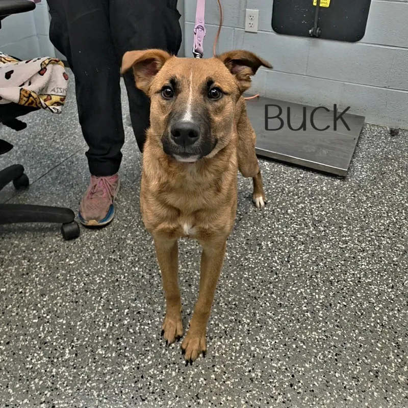 A young medium-sized male Red / Chestnut / Orange Shepherd dog named Buck for adoption in Parkersburg, WV