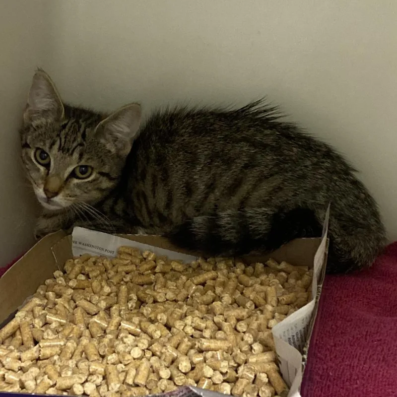 A baby small-sized female Brown / Chocolate Domestic Short Hair cat named 71851 for adoption in Harrisonburg, VA