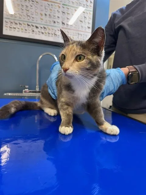 An adult medium-sized female Domestic Short Hair cat named Gigi for adoption in San Luis Obispo, CA