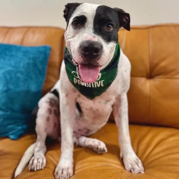 An adult medium-sized male White / Cream Pit Bull Terrier dog named Panda The Perfect Doggy for adoption in Friendswood, TX