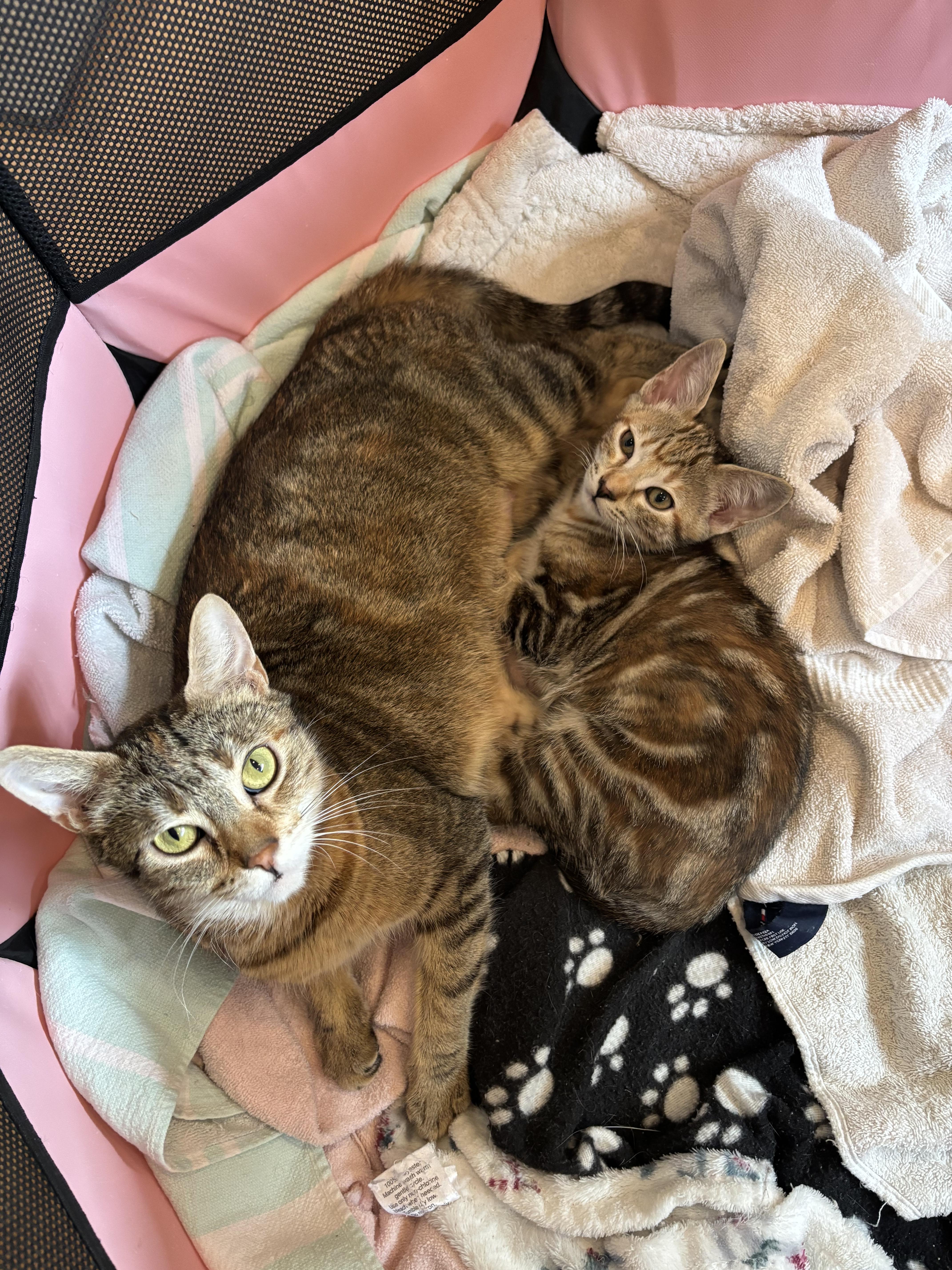 Grumpy Bonded To Snow thumbnail 3