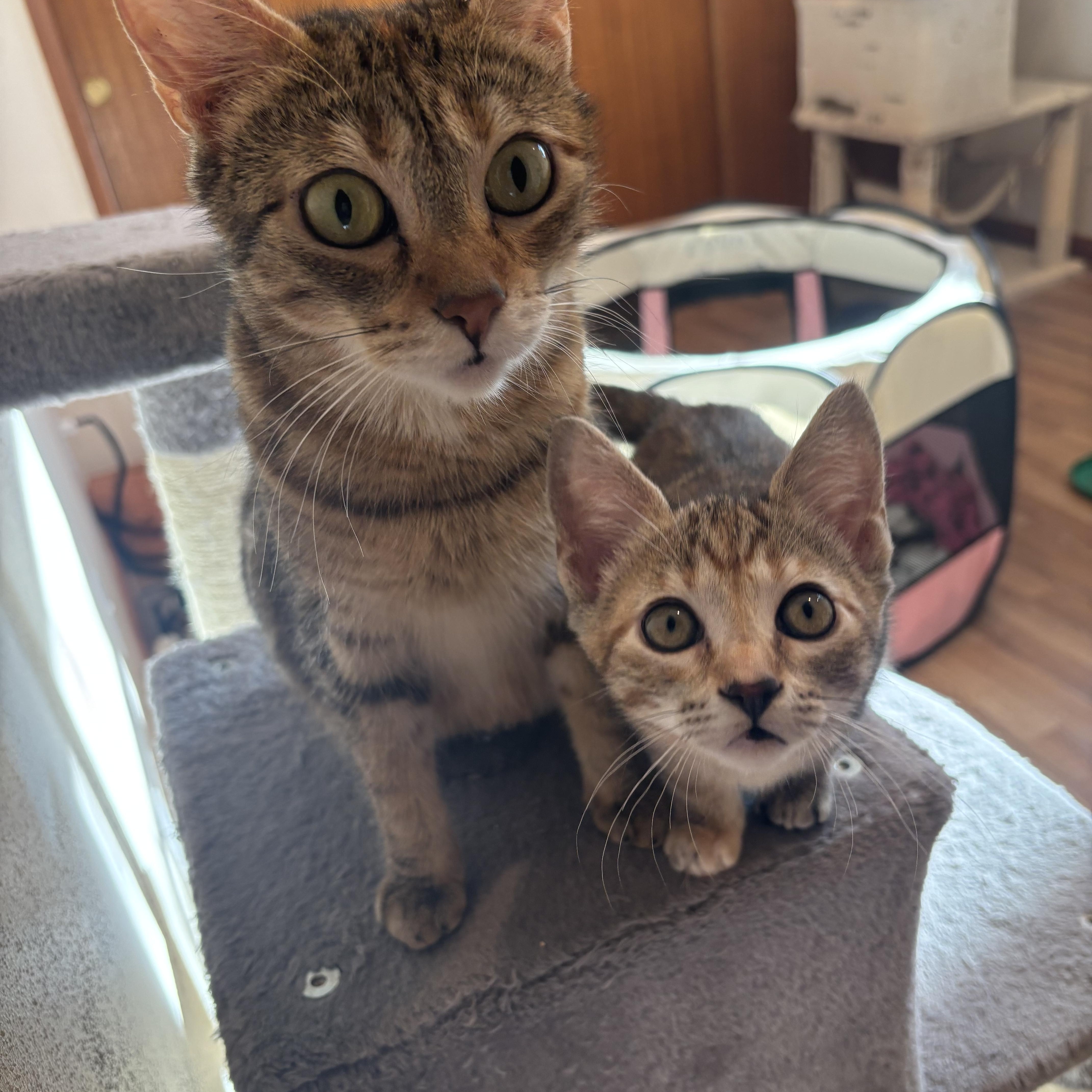 Grumpy Bonded To Snow thumbnail 5