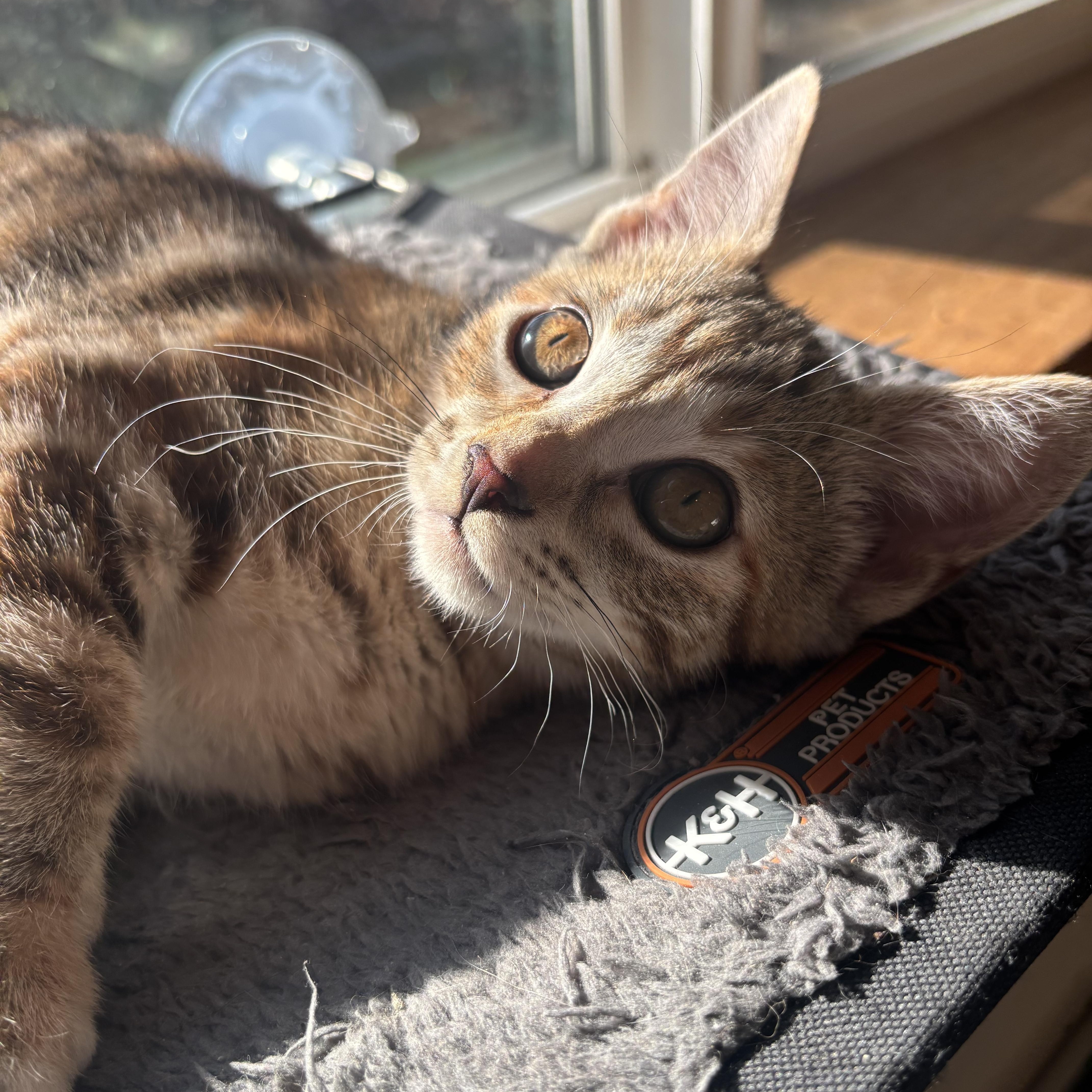 Grumpy Bonded To Snow thumbnail 6