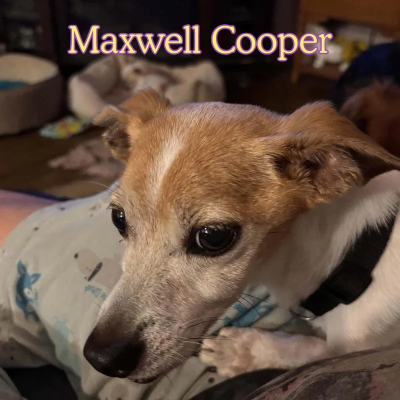 An adult medium-sized male Dachshund dog named Maxwell Cooper for adoption in San Antonio, TX