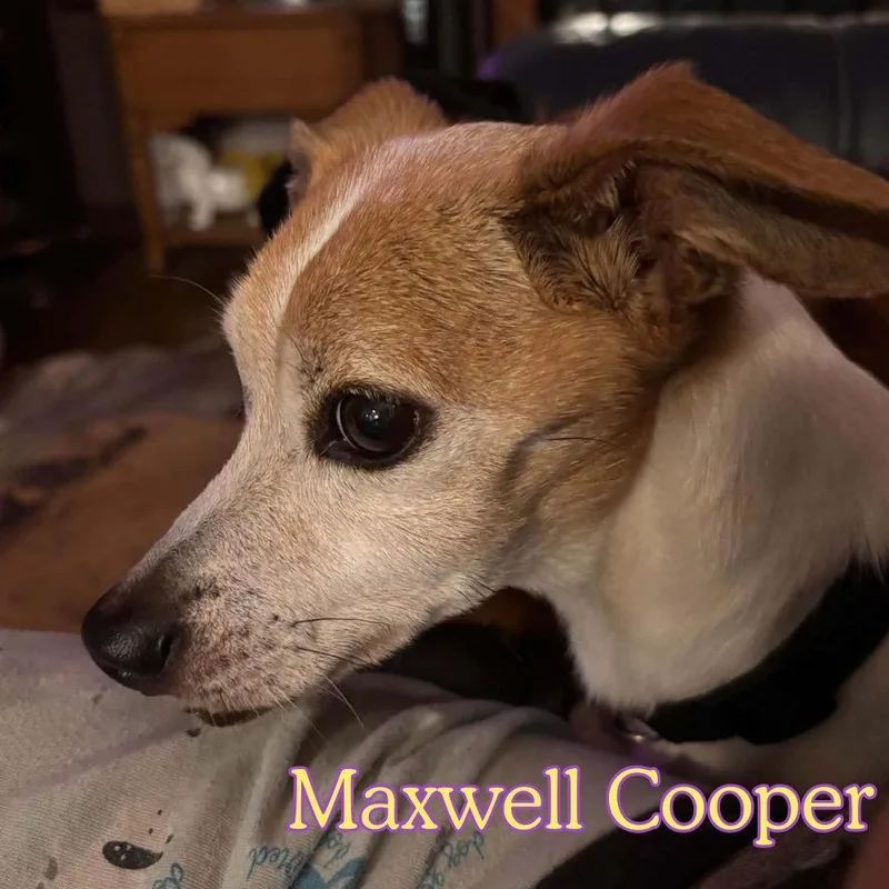 Maxwell Cooper thumbnail 2