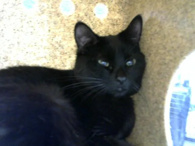 A young medium-sized female Domestic Short Hair cat named Moon for adoption in Albuquerque, NM