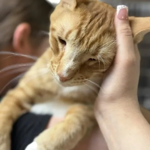 An adult large-sized male Orange & White Domestic Short Hair cat named Bob The Builder for adoption in Myerstown, PA