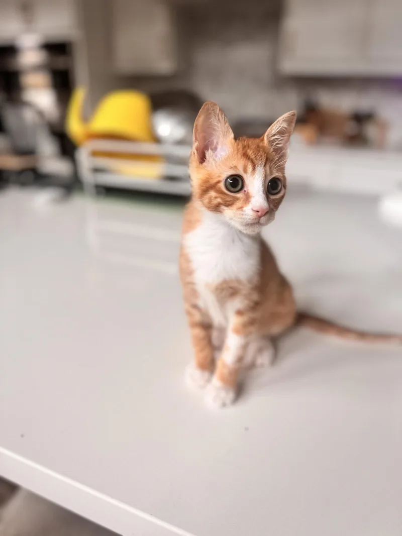 A baby medium-sized male Orange & White Domestic Short Hair cat named Jupiter Waffle for adoption in Rosenberg, TX