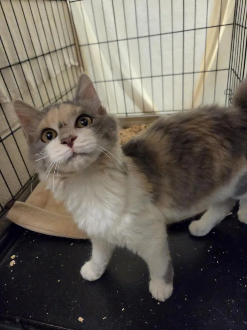 A baby small-sized female Domestic Long Hair cat named Sparkles for adoption in Hagerstown, MD