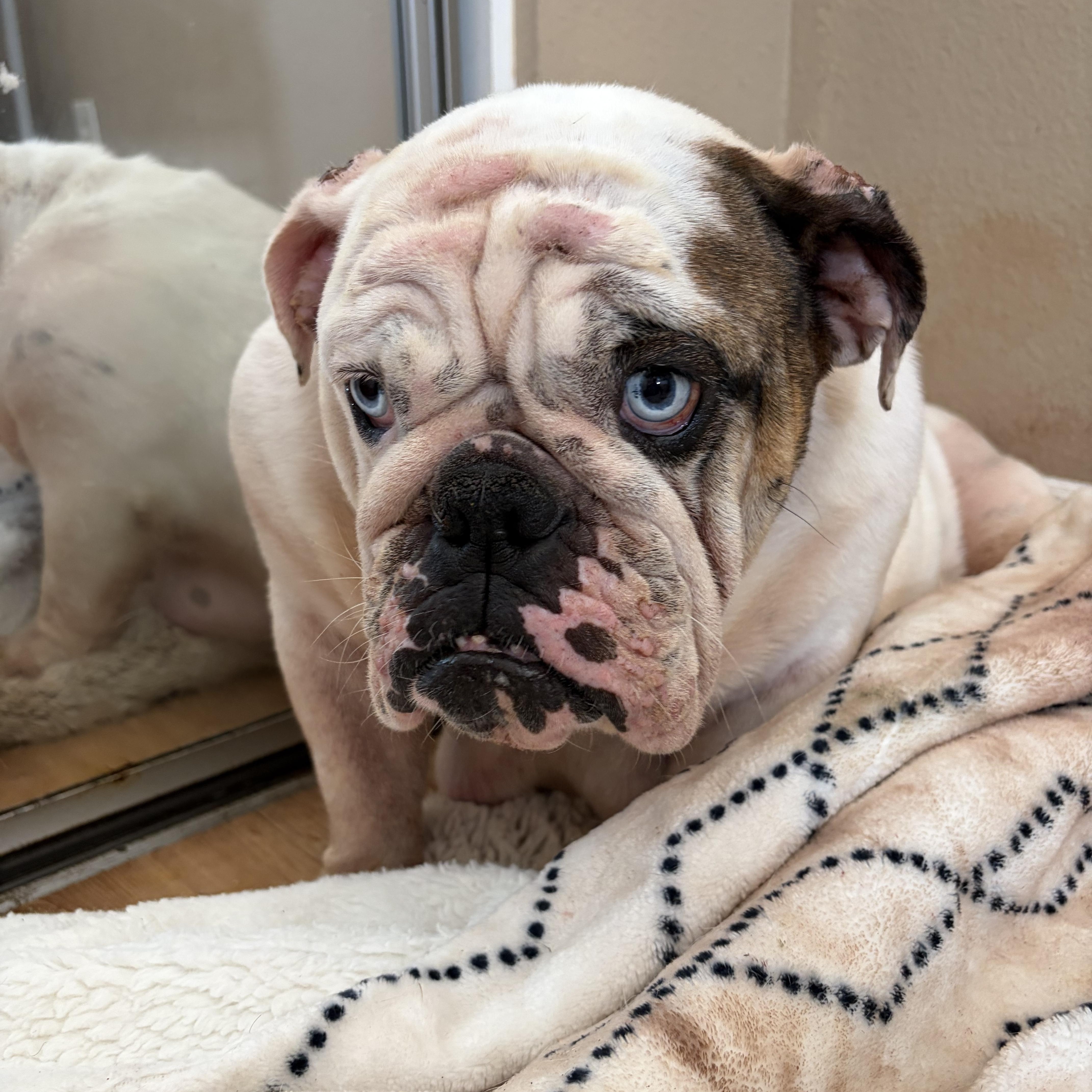An adult medium-sized female English Bulldog dog named Blaire for adoption in Corona, CA
