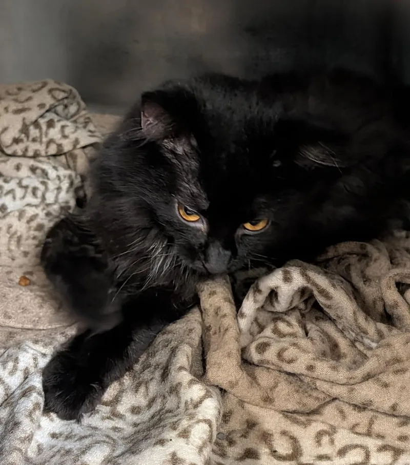 A baby medium-sized male Black Domestic Medium Hair cat named Dip for adoption in Marietta, OH