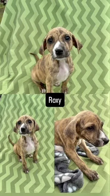 A baby medium-sized female Catahoula Leopard Dog dog named Roxy for adoption in Manchester, CT