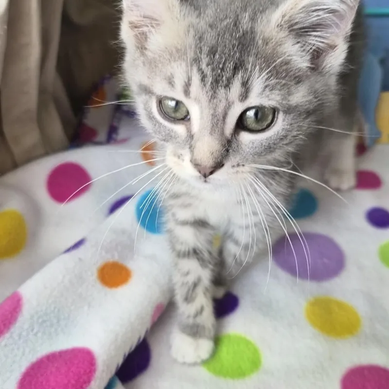 A young medium-sized male Tabby (Gray / Blue / Silver) Domestic Short Hair cat named Rice Bowl for adoption in Baltimore, MD