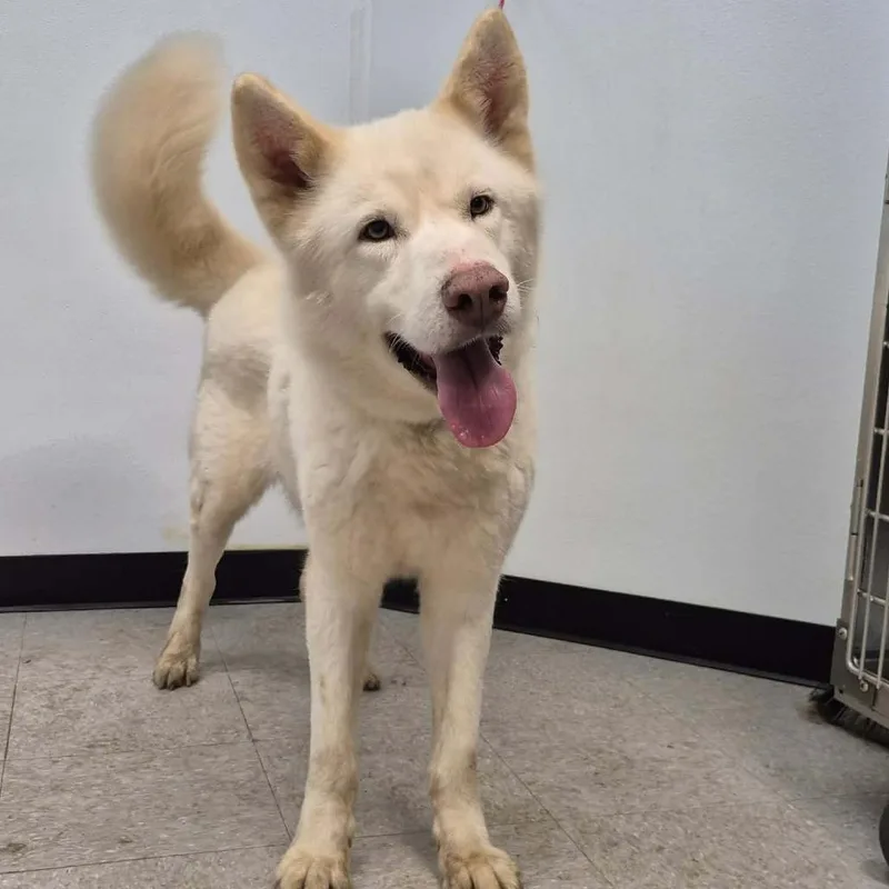 A young medium-sized male White / Cream Husky dog named Cannon for adoption in Bastrop, TX
