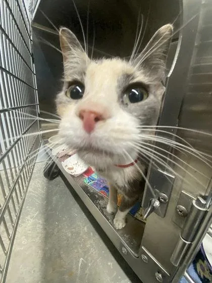 A young medium-sized female Domestic Short Hair cat named Trax for adoption in Hobart, IN