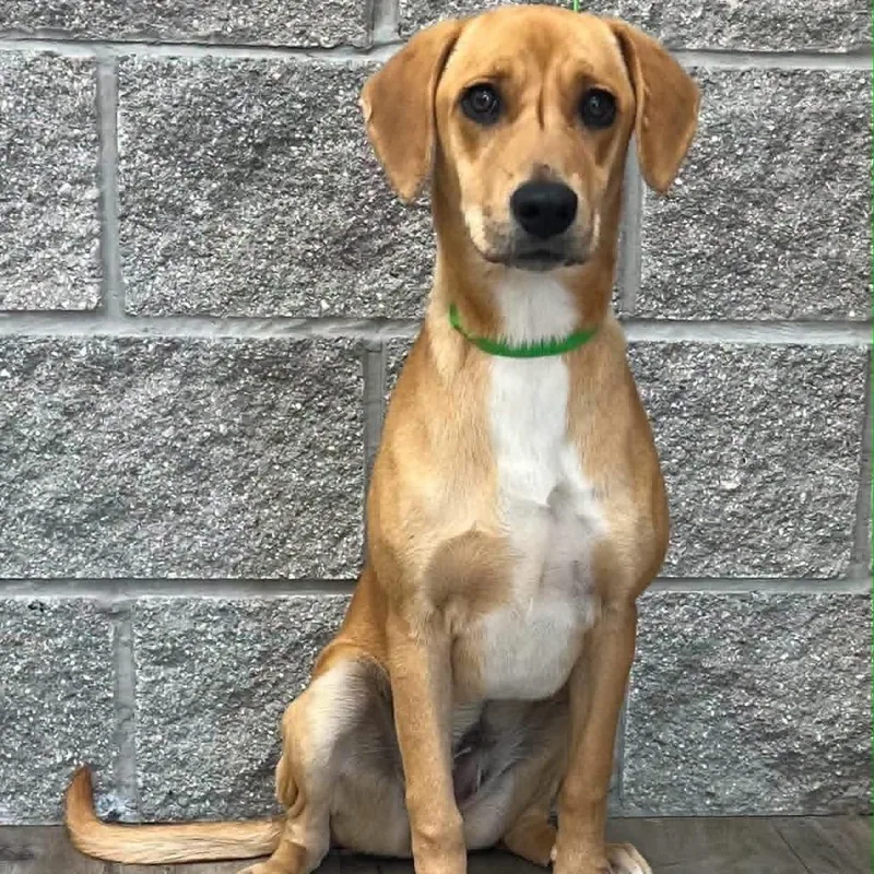 A young medium-sized female Yellow / Tan / Blond / Fawn Black Mouth Cur dog named Mindy III for adoption in Mount Pleasant, TX