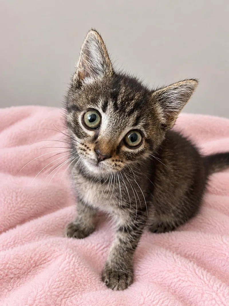 A baby medium-sized female Tabby (Brown / Chocolate) Domestic Short Hair cat named Mocha for adoption in Greensboro, NC