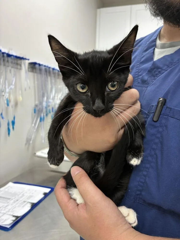 A baby small-sized male Domestic Short Hair cat named Stargazer for adoption in Marietta, GA