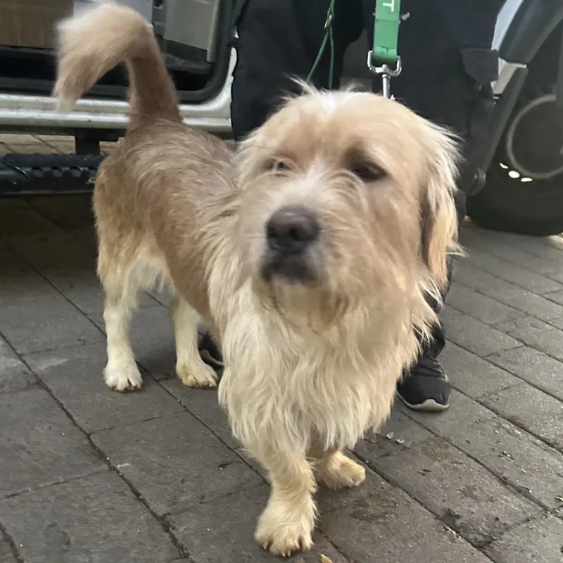 An adult medium-sized male Yellow / Tan / Blond / Fawn Wirehaired Pointing Griffon dog named Long John for adoption in Point Richmond, CA