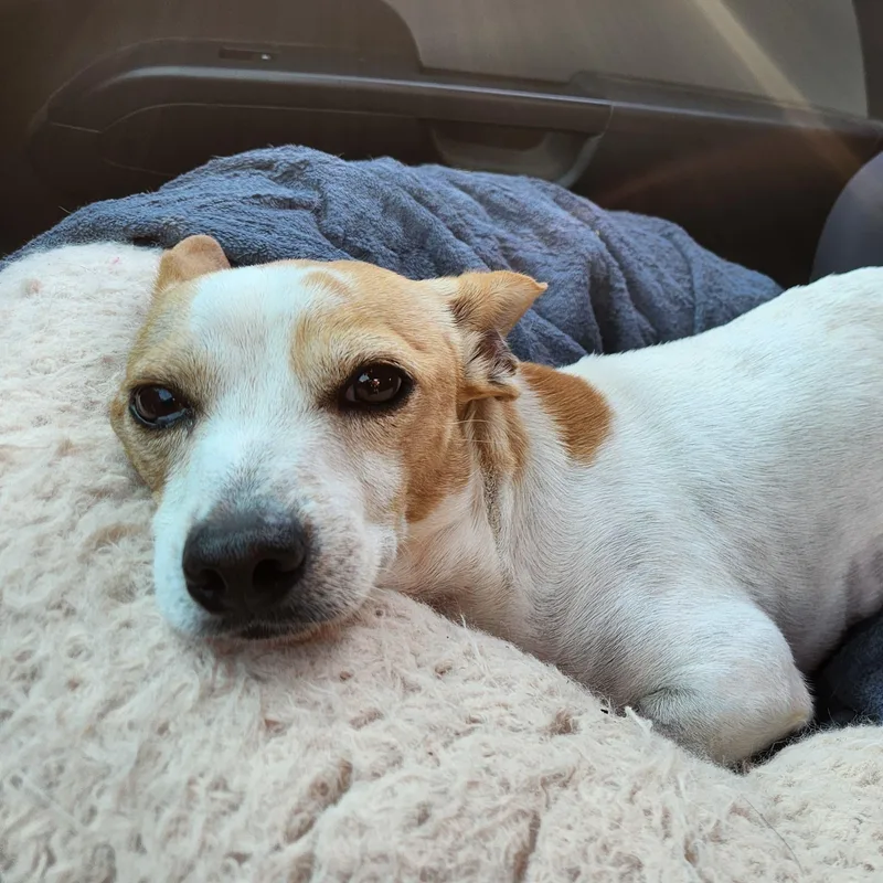 An adult small-sized male Rat Terrier dog named Tj for adoption in Marble Falls, TX