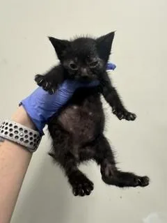 A baby small-sized male Domestic Short Hair cat named Timothy for adoption in Miami, FL