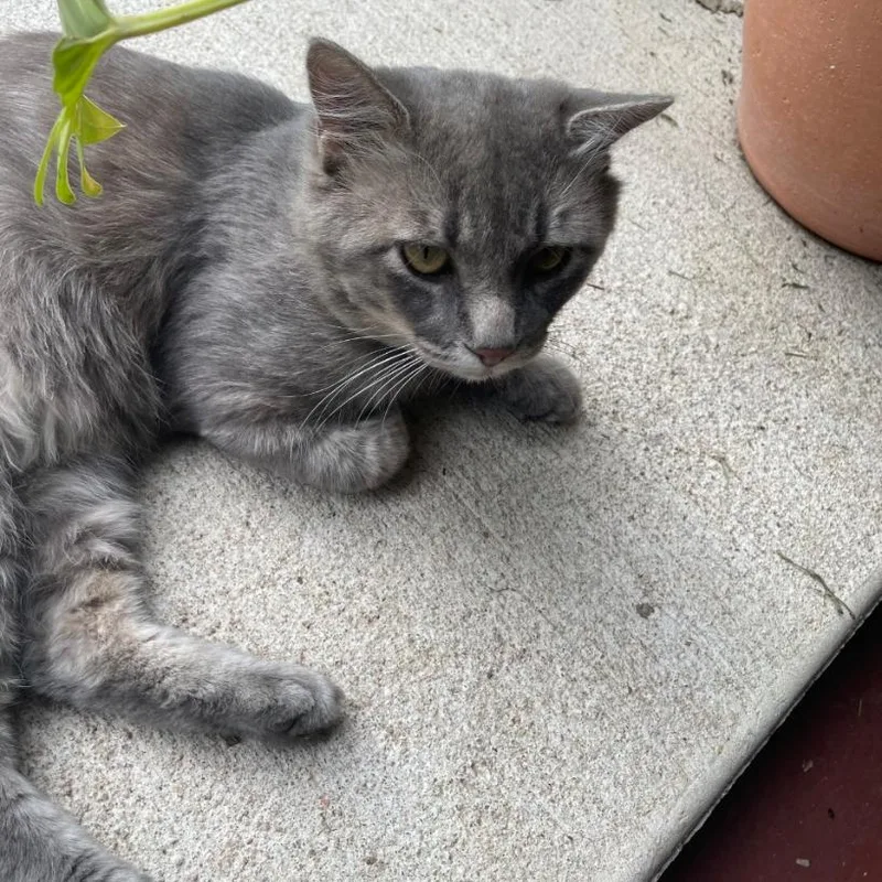 An adult small-sized male Gray / Blue / Silver Domestic Medium Hair cat named Dean for adoption in CHANUTE, KS