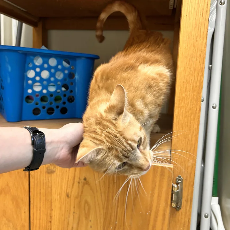 A young medium-sized male Tabby (Orange / Red) Domestic Short Hair cat named Brotato for adoption in Myerstown, PA