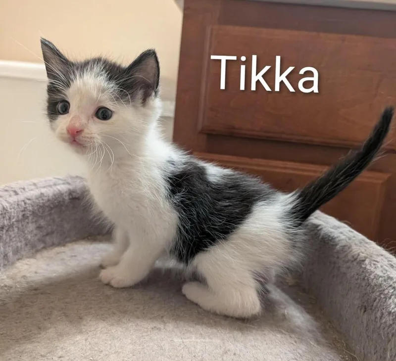A baby medium-sized male Domestic Short Hair cat named Tikka for adoption in Hoover , AL