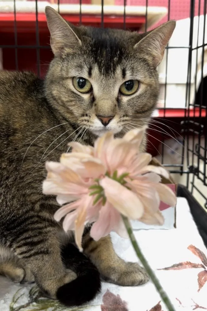An adult medium-sized female Domestic Short Hair cat named Autumn for adoption in Ballwin, MO