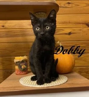 A baby medium-sized male Domestic Short Hair cat named Dobby calm sweet for adoption in Southern Pines, NC