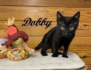 Dobby  calm sweet thumbnail 2