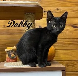 Dobby  calm sweet thumbnail 3