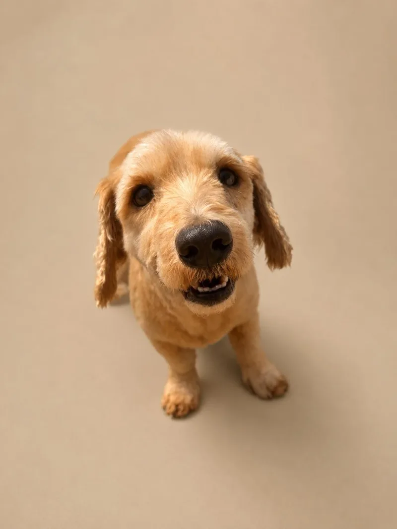 An adult small-sized male Miniature Poodle dog named Mustard for adoption in Kansas City, MO
