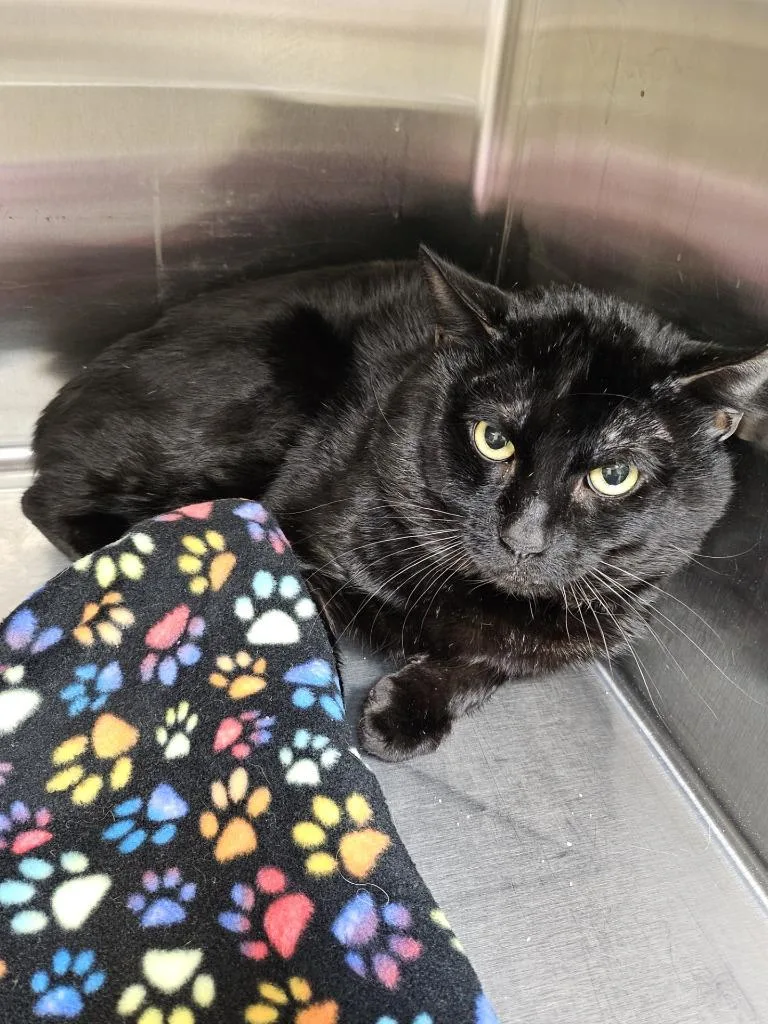 An adult large-sized male Domestic Short Hair cat named Jamie Boy Ohc for adoption in Coupeville, WA