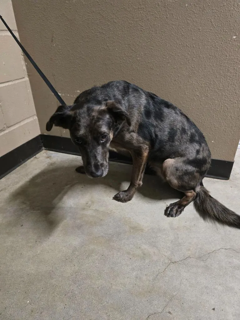 An adult large-sized female Catahoula Leopard Dog dog named Rosie for adoption in Huntsville, TX