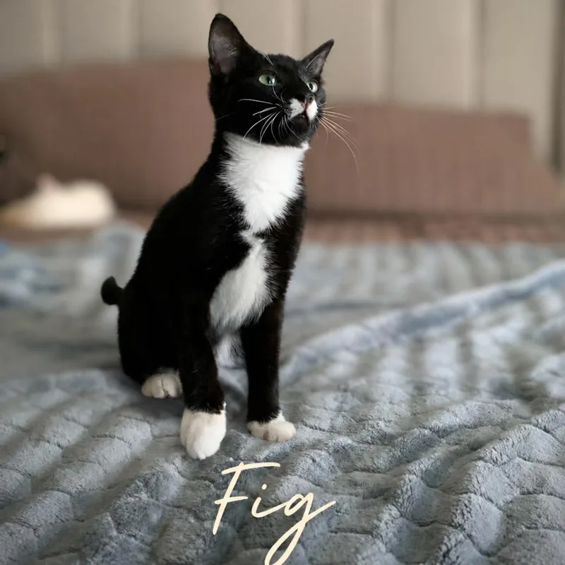 A baby small-sized male Black Domestic Short Hair cat named Fig for adoption in Inman, SC