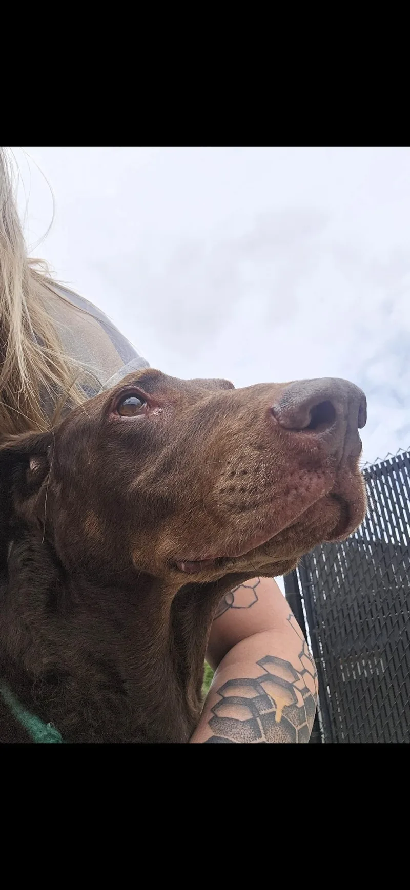 A senior large-sized male Red / Chestnut / Orange Doberman Pinscher dog named Elton for adoption in Joliet, IL