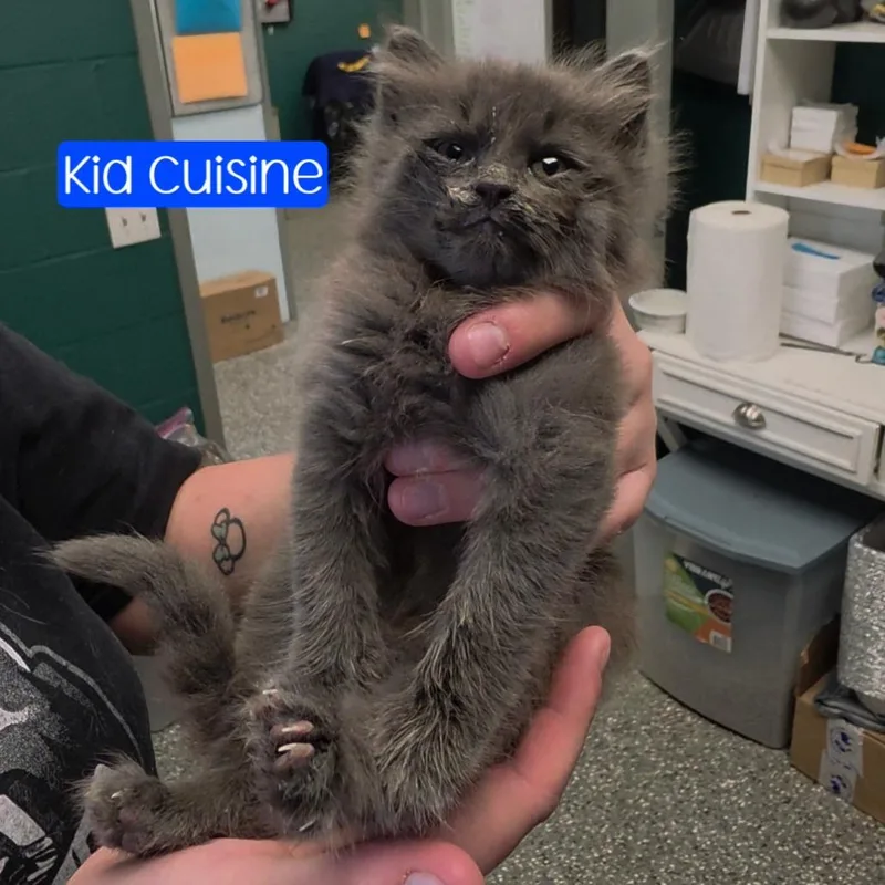 A baby small-sized female Domestic Long Hair cat named Kid Cuisine for adoption in Parkersburg, WV