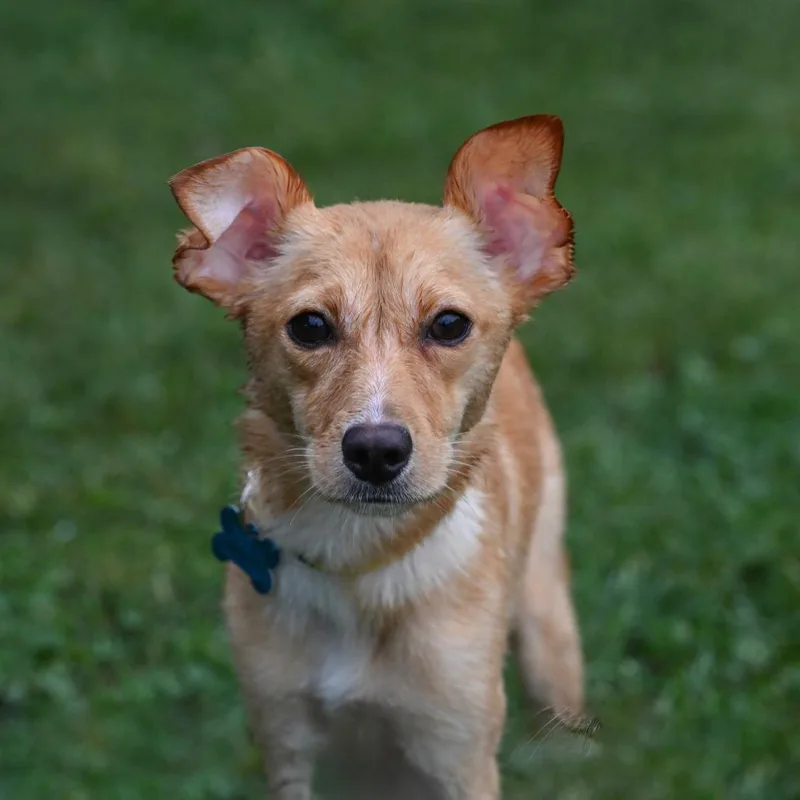 A young small-sized female Yellow Labrador Retriever dog named Stella for adoption in Arlington Heights, IL